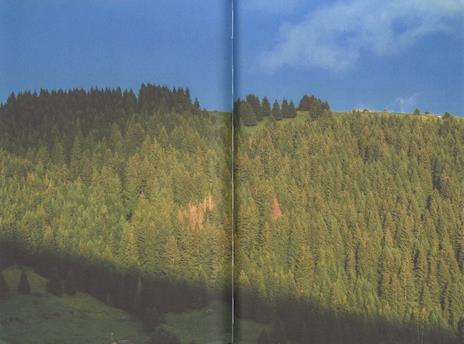 Alberi sapienti antiche foreste. Come guardare, ascoltare e avere cura del bosco. Con ebook - Daniele Zovi - 5