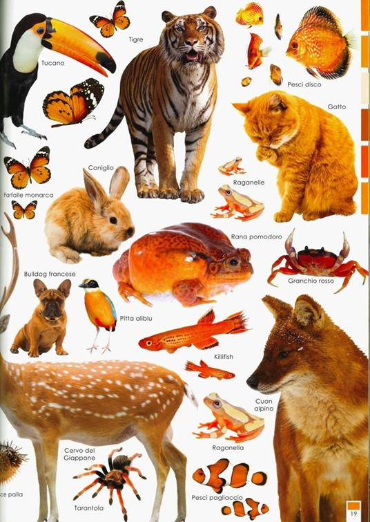 Tutti i colori degli animali. Ediz. a colori - Anita Ganeri - 4