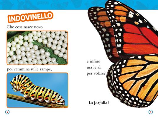 Da bruco a farfalla. Livello 2. Ediz. a colori - Laura Marsh - 3