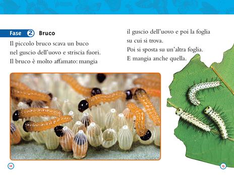 Da bruco a farfalla. Livello 2. Ediz. a colori - Laura Marsh - 7