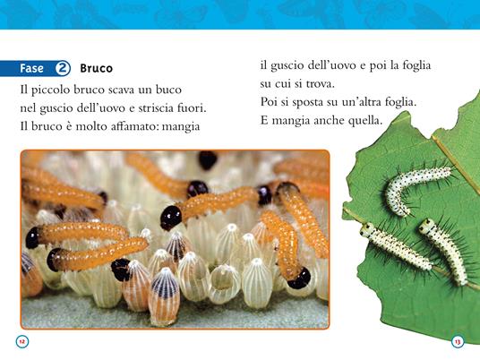 Da bruco a farfalla. Livello 2. Ediz. a colori - Laura Marsh - 7