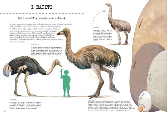 Questo pollo è un T-rex! Il grande libro dell'evoluzione animale - Cristina M. Banfi,Cristina Peraboni,Rita Mabel Schiavo - 6