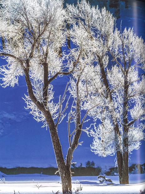 Alberi tra cielo e terra. Ediz. a colori - Art Wolfe,Gregory McNamee - 4