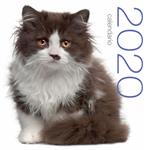 Gatti. Calendario da muro 2020