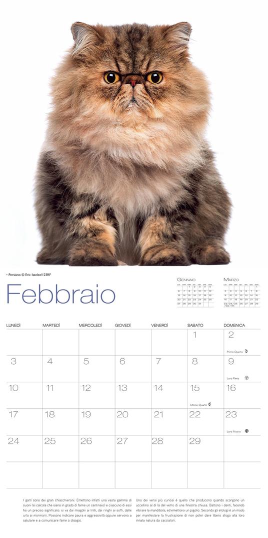 Gatti. Calendario da muro 2020 - 3