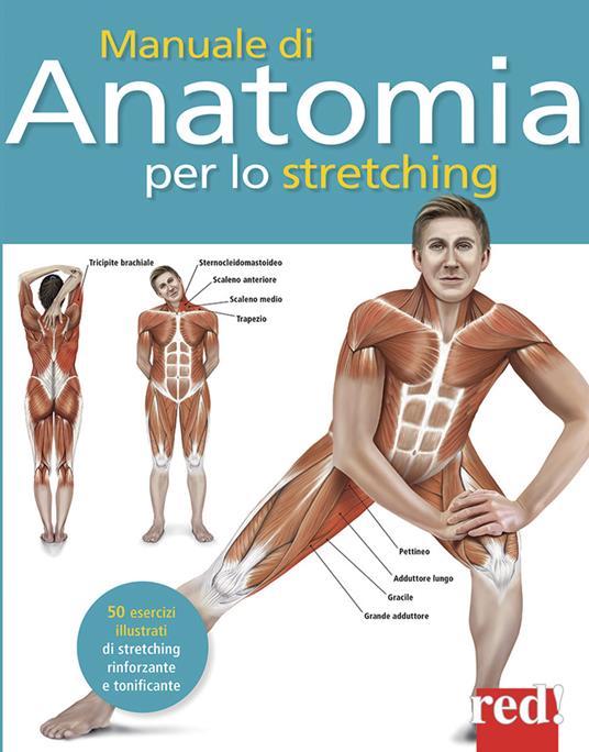 Manuale di anatomia per lo stretching. 50 esercizi illustrati di stretching, rinforzante e tonificante - Ken Ashwell - copertina