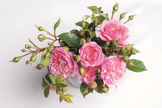 Rose vintage. Le varietà più belle per la casa e il giardino - Jane Eastoe - 2