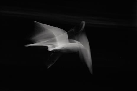 Fotografia in bianco e nero. Il nuovo bianco e nero. L'arte senza tempo della monocromia - Michael Freeman - 2