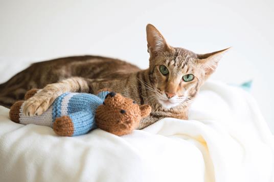 Coccole per gatti. 25 giochi da realizzare a maglia - Sara Elizabeth Kellner - 2