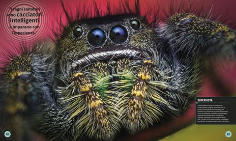 Superinsetti. Ediz. a colori - 4