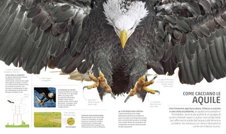 Explanatorium della natura. Ediz. a colori - 11