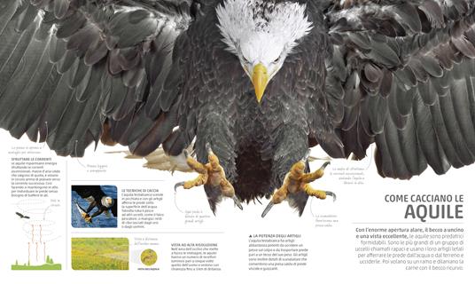 Explanatorium della natura. Ediz. a colori - 11