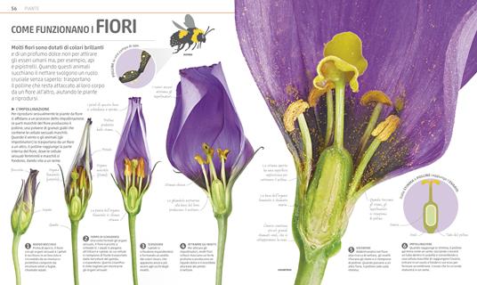 Explanatorium della natura. Ediz. a colori - 5