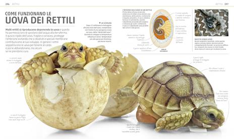 Explanatorium della natura. Ediz. a colori - 10