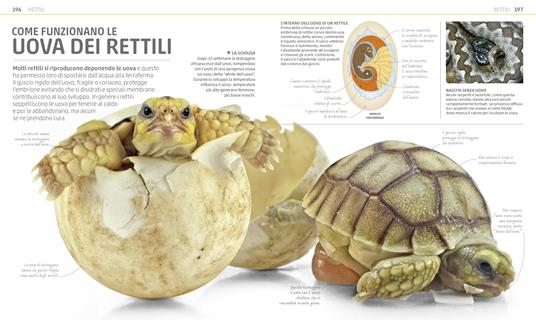 Explanatorium della natura. Ediz. a colori - 10