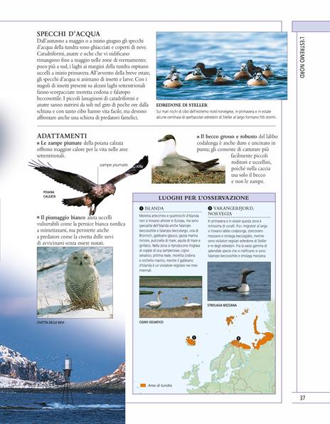 Il libro completo degli uccelli d'Europa. Ediz. illustrata - Rob Hume - 7