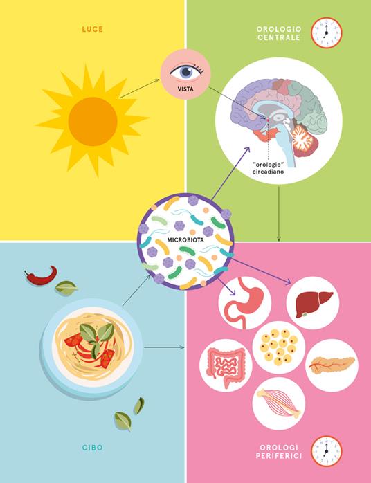 Il digiuno intermittente. Tutti i benefici dell'alimentazione circadiana (e le risposte ai tuoi dubbi) - Antonio Paoli,Antonella Viola - 8