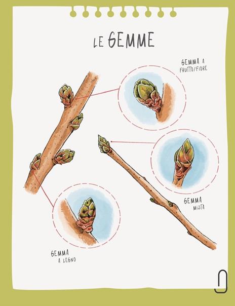 Potatura facile. Il manuale illustrato di «Orto da coltivare» sugli alberi da frutto - Matteo Cereda,Pietro Isolan - 6