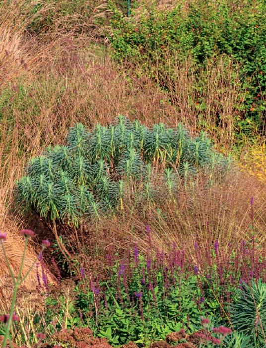 Giardini sostenibili. Progettare, realizzare e mantenere spazi verdi a basso consumo idrico - Francesco Fedelfio - 7