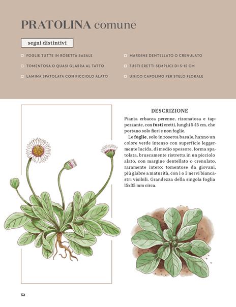 Erbe spontanee. Riconoscerle, raccoglierle e conservarle - Wateki Taliana Tobert,Francesca Della Giovampaola,Filippo Bellantoni - 7