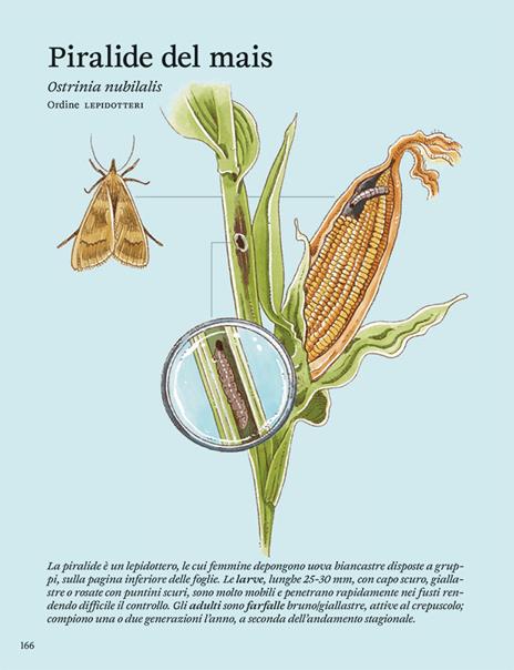La difesa dell'orto. Il manuale di «Orto da coltivare» per proteggere le piante da insetti e malattie - Matteo Cereda,Pietro Isolan,Sara Petrucci - 5