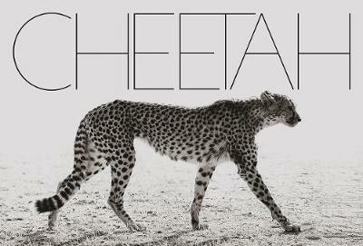 Cheetah. Ediz. illustrata - Mark Segal - copertina