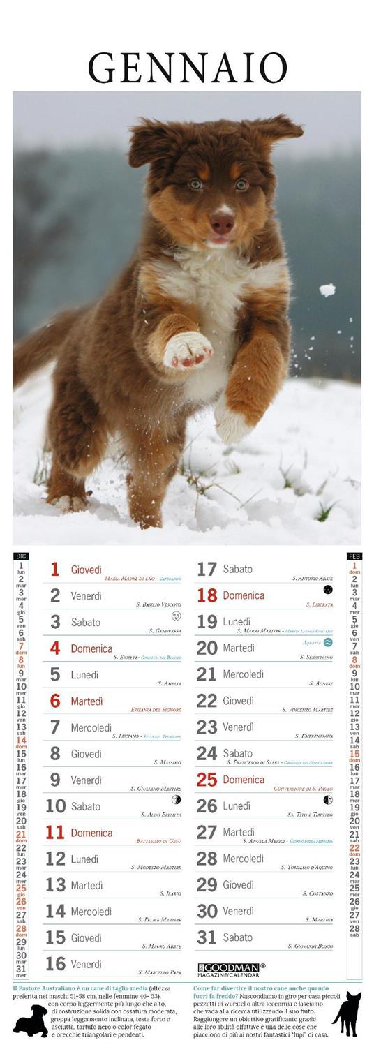 Australian shepherd. Calendario 2026. Long - 2