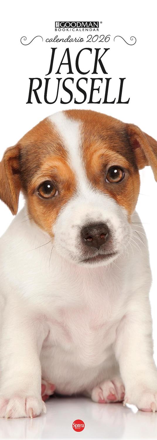Jack Russell. Calendario 2026. Long - copertina