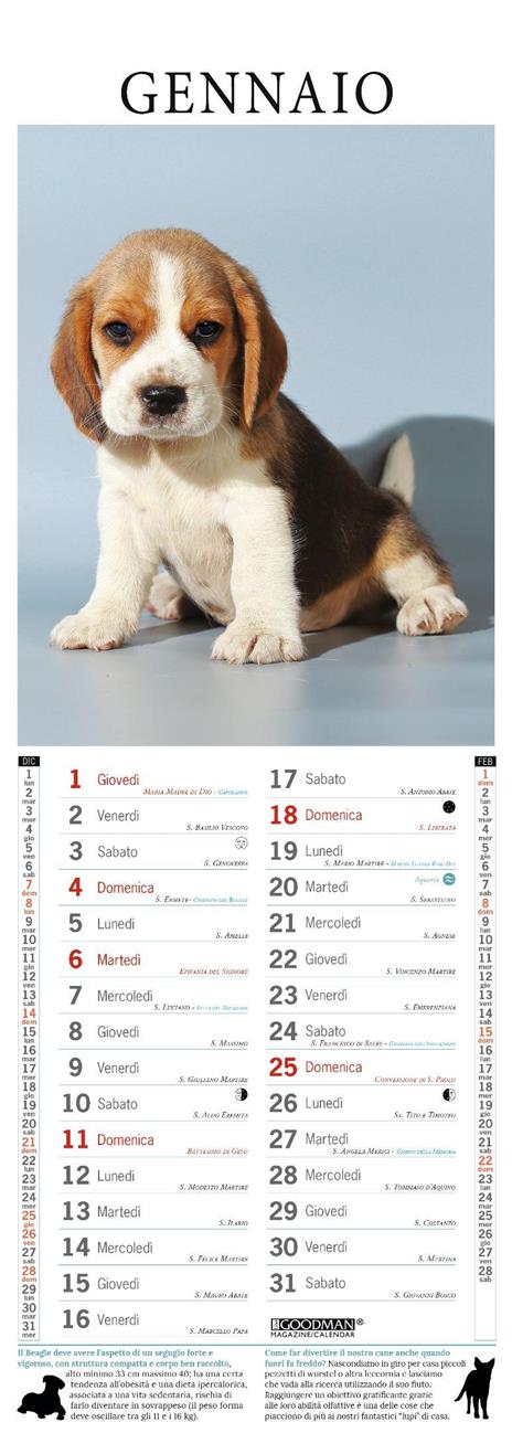 Beagle.Calendario 2026. Long - 2