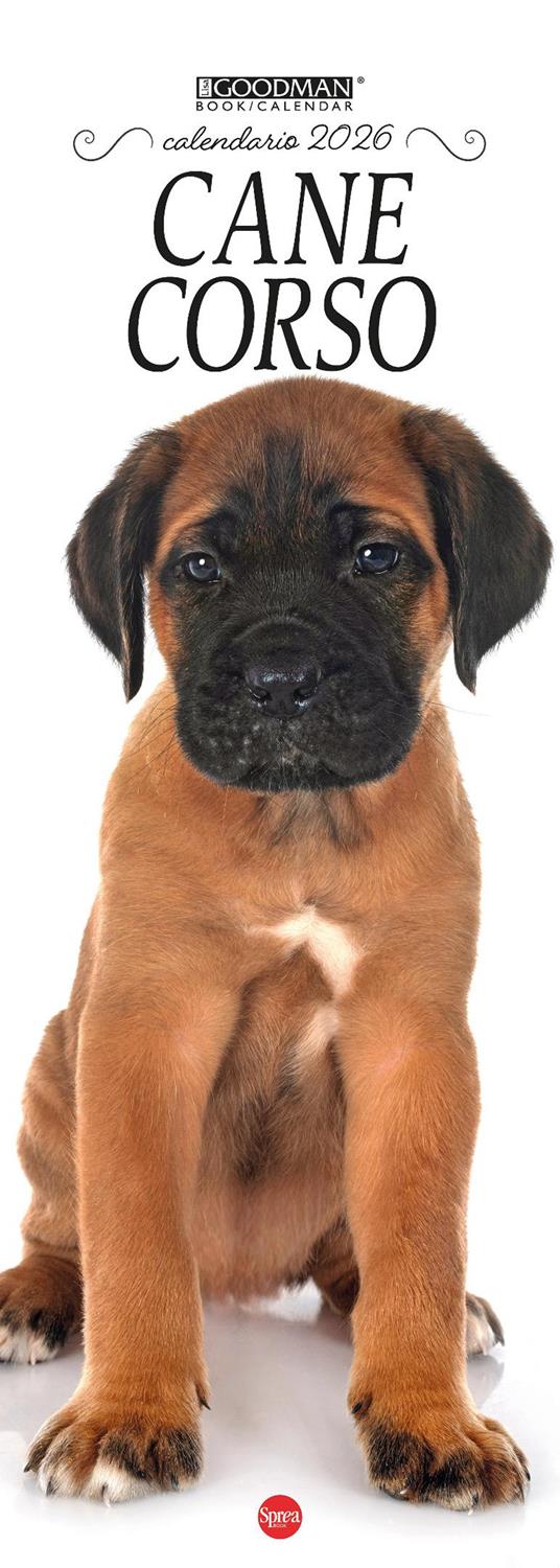 Cane corso. Calendario 2026. Long - copertina