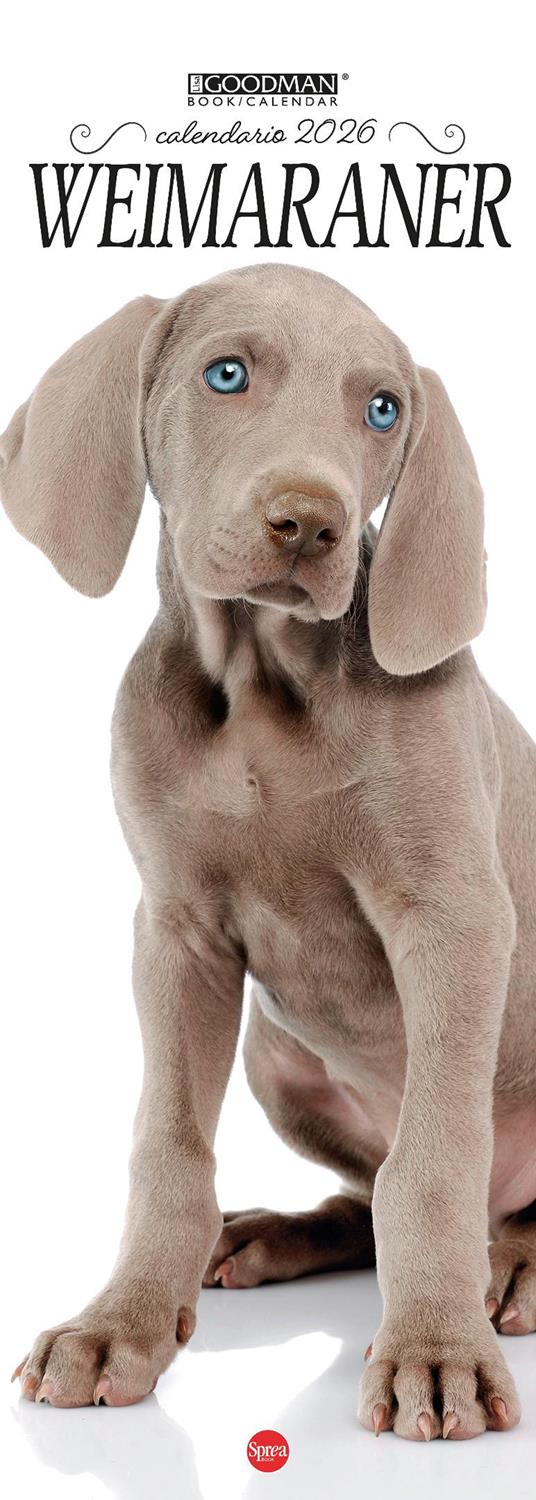 Weimaraner. Calendario 2026. Long - copertina