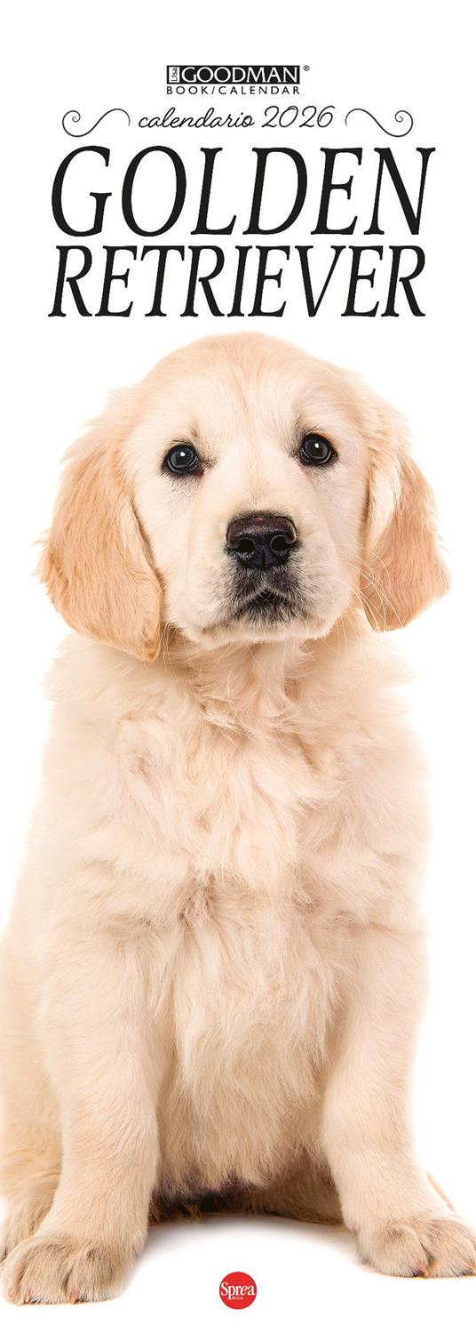 Golden retriever. Calendario 2026. Long - copertina