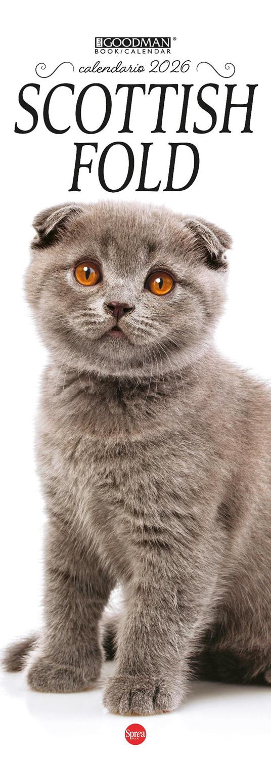 Scottish Fold. Calendario 2026. Long - copertina