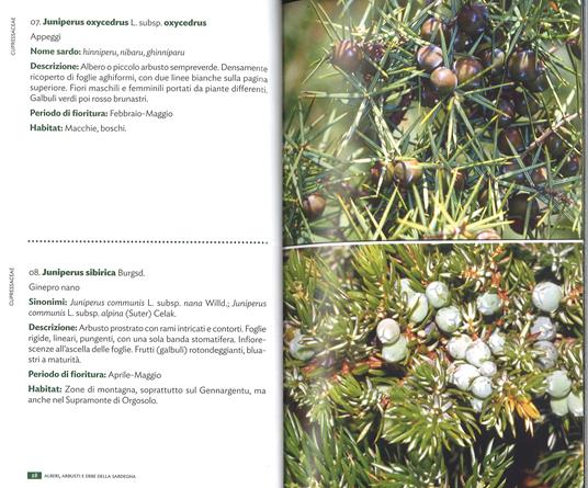 Alberi, arbusti e erbe della Sardegna. Ediz. a colori - Renato Brotzu - 3