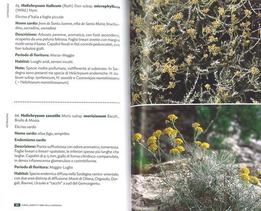Alberi, arbusti e erbe della Sardegna. Ediz. a colori - Renato Brotzu - 4