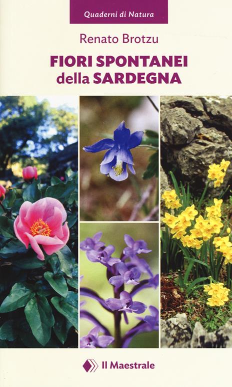 Fiori spontanei della Sardegna. Ediz. a colori - Renato Brotzu - copertina