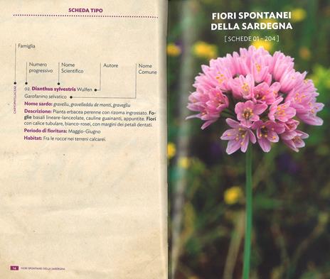 Fiori spontanei della Sardegna. Ediz. a colori - Renato Brotzu - 2