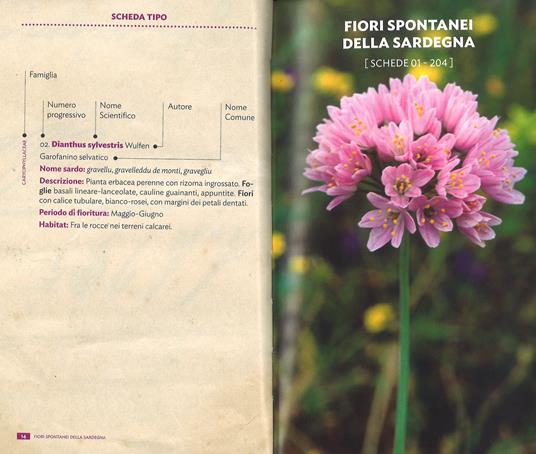 Fiori spontanei della Sardegna. Ediz. a colori - Renato Brotzu - 2