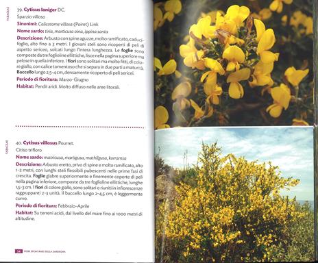 Fiori spontanei della Sardegna. Ediz. a colori - Renato Brotzu - 4
