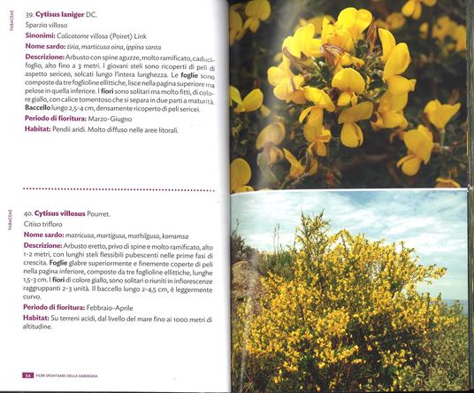 Fiori spontanei della Sardegna. Ediz. a colori - Renato Brotzu - 4