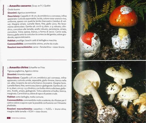 Funghi della Sardegna. Ediz. illustrata - Renato Brotzu - 3