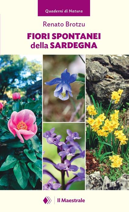 Fiori spontanei della Sardegna - Renato Brotzu - copertina