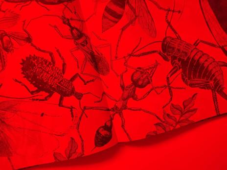 Insetti & co. Esplora il mondo degli invertebrati con la tua magica lente a 3 colori. Ediz. a colori. Con lenti colorate - Barbara Taylor - 8