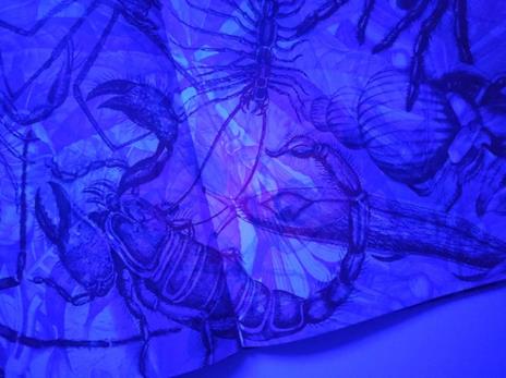 Insetti & co. Esplora il mondo degli invertebrati con la tua magica lente a 3 colori. Ediz. a colori. Con lenti colorate - Barbara Taylor - 10