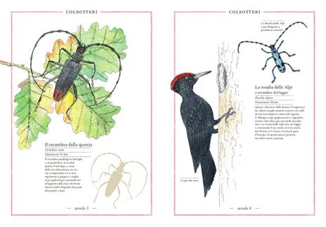 Inventario illustrato degli insetti - Emmanuelle Tchoukriel,Virginie Aladjidi - 2