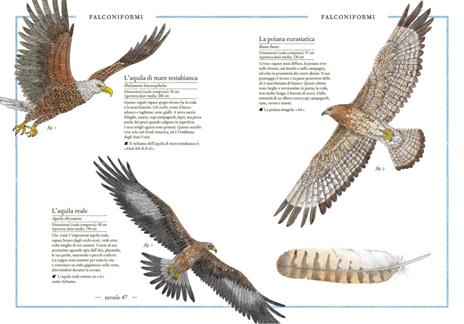 Inventario illustrato degli uccelli - Emmanuelle Tchoukriel,Virginie Aladjidi - 4
