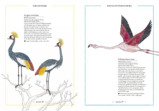 Inventario illustrato degli uccelli - Emmanuelle Tchoukriel,Virginie Aladjidi - 5