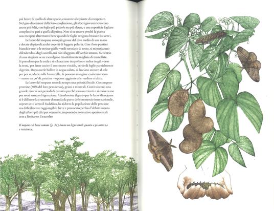 Il giro del mondo in 80 alberi. Ediz. a colori - Jonathan Drori - 3