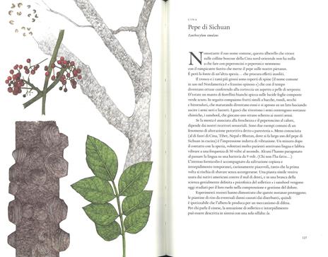 Il giro del mondo in 80 alberi. Ediz. a colori - Jonathan Drori - 4