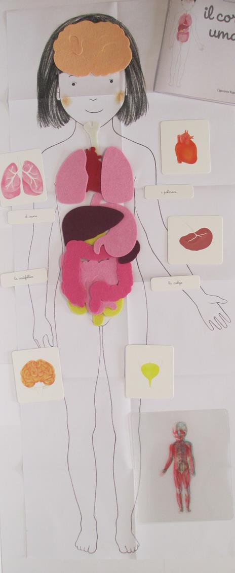 Il mio cofanetto Montessori del corpo umano - Marie Eschenbrenner,Sabrine Hofman - 6